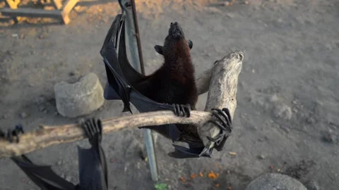 Fruit bat or flying fox - Pteropus giganteus. Tourist zone in Bali, Indonesia Stock Footage 315245326
