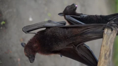 Fruit bat or flying fox - Pteropus giganteus. Tourist zone in Bali, Indonesia Stock Footage 315245357