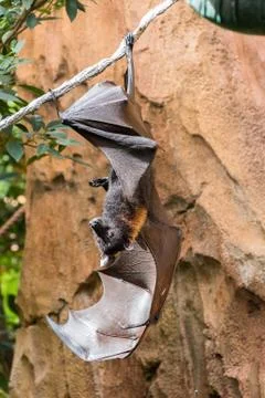 Fruit Bat Stock Photos