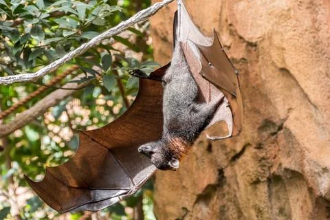 Fruit Bat Stock Photos