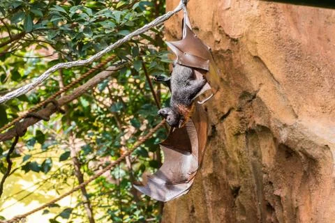 Fruit Bat Stock Photos