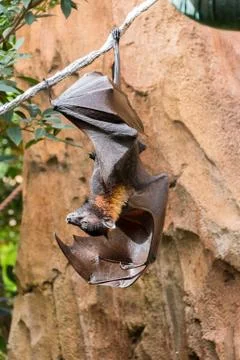 Fruit Bat Stock Photos