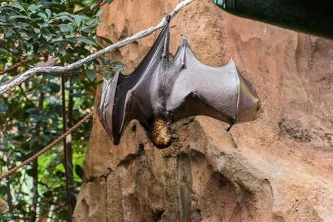 Fruit Bat Stock Photos