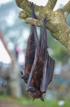 Fruit Bat Pteropus vampyrus or Large Flying Fox Stock Photos