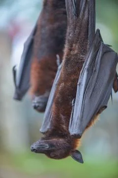 Fruit Bat Pteropus vampyrus or Large Flying Fox Stock Photos