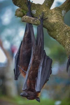 Fruit Bat Pteropus vampyrus or Large Flying Fox Stock Photos