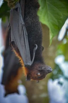 Fruit Bat Pteropus vampyrus or Large Flying Fox Stock Photos
