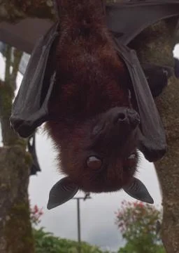 Fruit Bat Pteropus vampyrus or Large Flying Fox Stock-Fotos