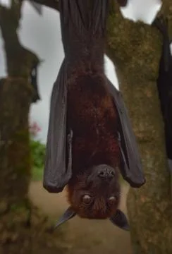 Fruit Bat Pteropus vampyrus or Large Flying Fox Stock Photos