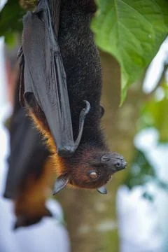 Fruit Bat Pteropus vampyrus or Large Flying Fox Stock Photos