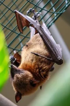 Fruit Bat Resting Upside Down on Metal Grid: Wildlife, Nature, Conservation Stock Photos