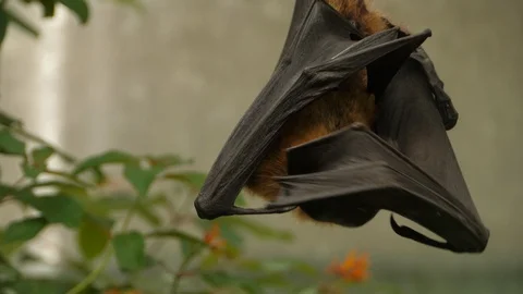 Fruit bat rubbing  head on wing Stock Footage 90637319