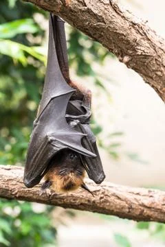 Fruit bat sleeping Stock Photos