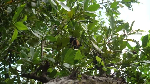 Fruit bat in the tropical forest Video stock 232046646