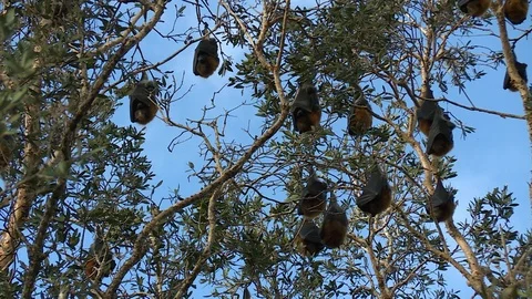 Fruit Bat Trying To Get Comfortable Upside Down Vídeo Stock 112319431
