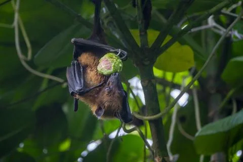 A fruit bat wraps its wings around itself while feeding on fruit in a tree,.. Stock Photos