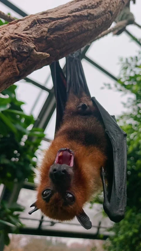 Fruit bat yawning and opening his mouth Stock Footage 296046561