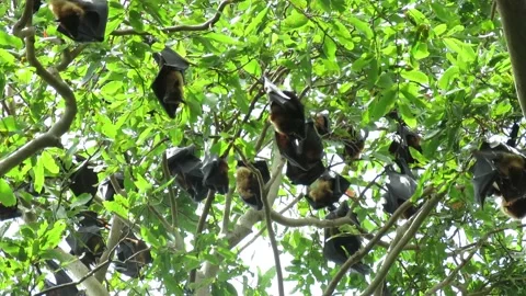 Fruit bats are hanging in a tree as a colony and fanning themselves. Stock Footage 161436041