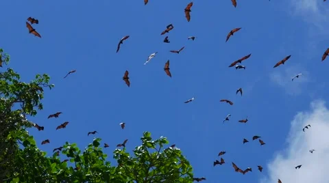 Fruit bats colony Video stock 61685715
