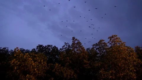 Fruit Bats Evening Flight. Stock Footage 101044994