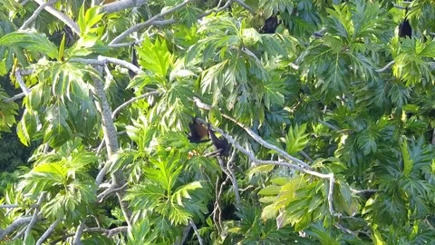 Fruit Bats Fighting Clambering in Breadfruit Tree Closeup Curieuse Seychelles Stock Footage 233605700