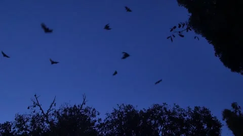 Fruit bats fly out from their roost in the early evening Stock Footage 297022739