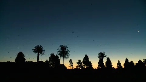 Fruit Bats Flying By Stock Footage 112318919