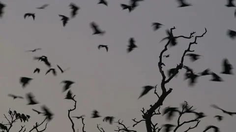 Fruit bats (flying foxes) flying at dusk Stock Footage 30736540