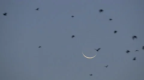 Fruit bats flying in front of the moon, Zambia Video stock 64827524