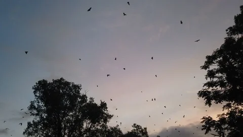 Fruit Bats flying as the sun sets in Port Douglas, Australia Video stock 108134256
