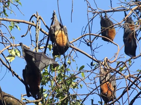 FRUIT BATS Stock Footage 100043054