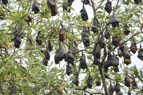 Fruit bats hang upside down from tree branches, rest before foraging. Flyin.. Stock Photos