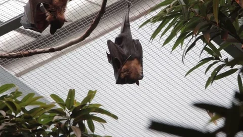 Fruit Bats Hanging in Cage Video stock 69781238