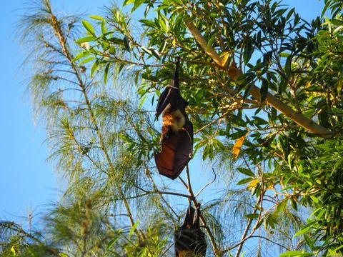 Fruit bats hanging from tree branch, disease vector concept Stock Photos