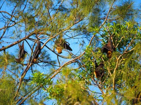 Fruit bats hanging in tree branches carrying disease Stock Photos