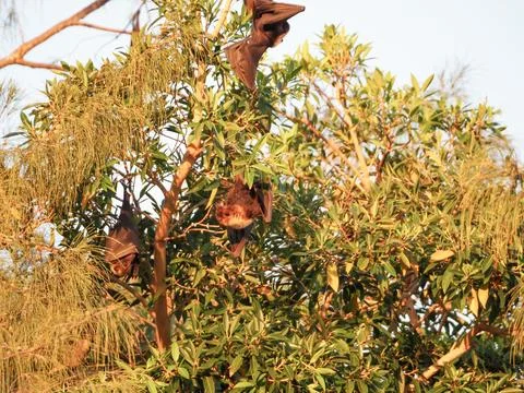 Fruit bats hanging from tree branches Stock Photos