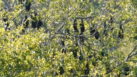 Fruit bats hanging from tree Video stock 106237391