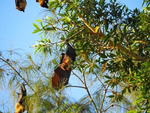 Fruit bats hanging from trees against blue backdrop Stock Photos
