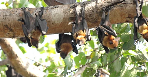 Fruit Bats Hanging Upside Down Stock Footage 58334917