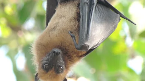 Fruit Bats Hanging Upside Down Stock Footage 58348075