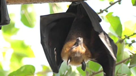 Fruit Bats Hanging Upside Down Stock Footage 58348904