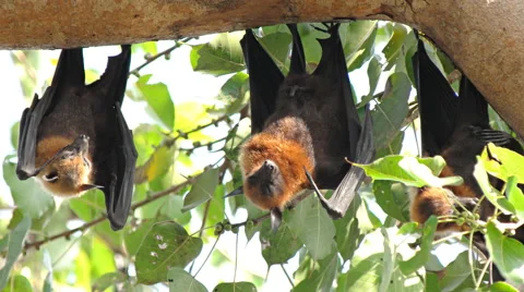 Fruit Bats Hanging Upside Down Stock Footage 58352424