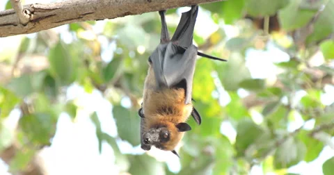 Fruit Bats Hanging Upside Down Stock Footage 58360237