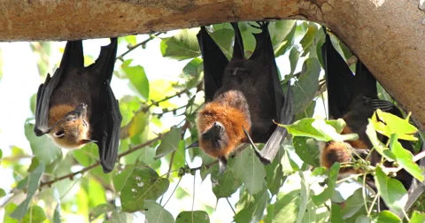Fruit Bats Hanging Upside Down Stock Footage 58360238