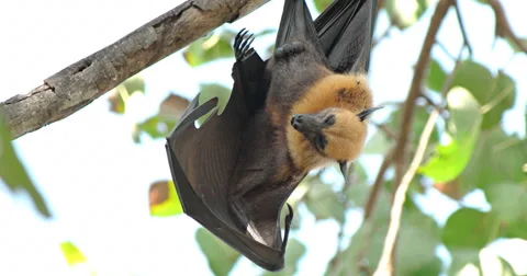 Fruit Bats Hanging Upside Down Stock Footage 58386372