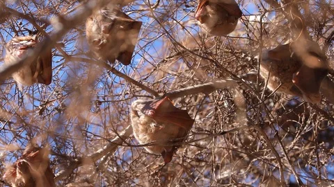 Fruit Bats hanging upside down from branches in Botswana Okavango Delta Stock Footage 107282553