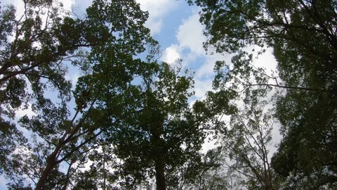 Fruit bats hanging upside down at Royal Garden Park in Siem Reap, Cambodia 스톡 동영상 108199616