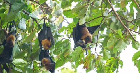 Fruit bats hanging upside down on a branch in Thailand. Stock Footage 271124108
