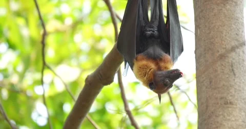Fruit bats hanging upside down on a branch. Stock Footage 271366911