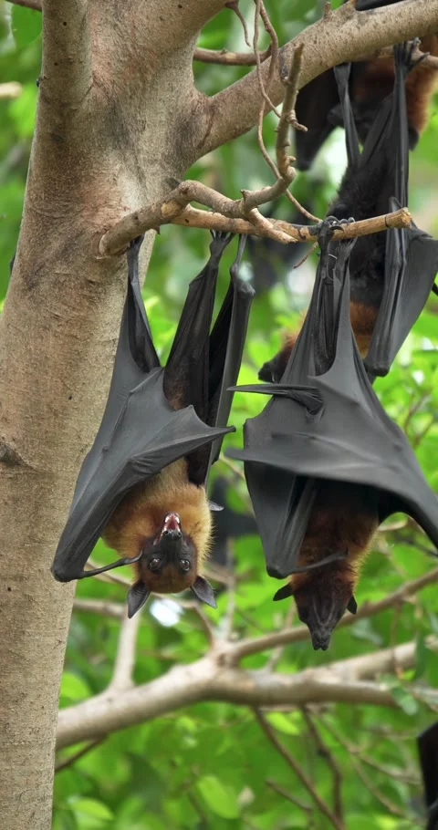 Fruit bats hanging upside down on a branch. Stock Footage 271559094